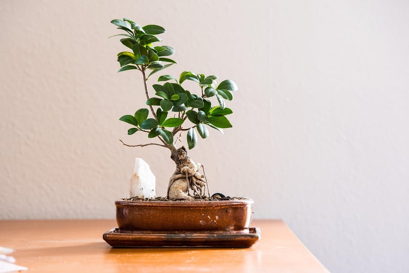 Mindful Living Practices